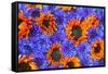 Blue Bachelor's Buttons and Orange Sunflowers-Darrell Gulin-Framed Stretched Canvas