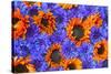 Blue Bachelor's Buttons and Orange Sunflowers-Darrell Gulin-Stretched Canvas