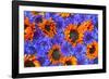 Blue Bachelor's Buttons and Orange Sunflowers-Darrell Gulin-Framed Photographic Print