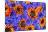 Blue Bachelor's Buttons and Orange Sunflowers-Darrell Gulin-Mounted Photographic Print