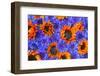 Blue Bachelor's Buttons and Orange Sunflowers-Darrell Gulin-Framed Photographic Print