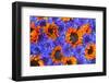 Blue Bachelor's Buttons and Orange Sunflowers-Darrell Gulin-Framed Photographic Print