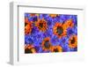 Blue Bachelor's Buttons and Orange Sunflowers-Darrell Gulin-Framed Photographic Print