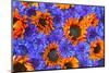 Blue Bachelor's Buttons and Orange Sunflowers-Darrell Gulin-Mounted Photographic Print