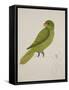 Blue-Backed Parrot-J. Briois-Framed Stretched Canvas