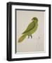 Blue-Backed Parrot-J. Briois-Framed Giclee Print