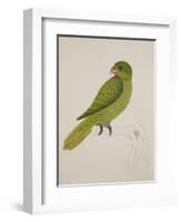 Blue-Backed Parrot-J. Briois-Framed Giclee Print