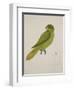 Blue-Backed Parrot-J. Briois-Framed Giclee Print