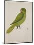 Blue-Backed Parrot-J. Briois-Mounted Giclee Print