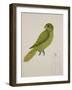 Blue-Backed Parrot-J. Briois-Framed Giclee Print