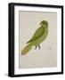 Blue-Backed Parrot-J. Briois-Framed Giclee Print