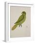 Blue-Backed Parrot-J. Briois-Framed Giclee Print