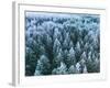 Blue Background Texture of a Frozen Forest at Winter, Aerial Shot-null-Framed Photographic Print