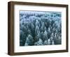 Blue Background Texture of a Frozen Forest at Winter, Aerial Shot-null-Framed Photographic Print