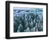 Blue Background Texture of a Frozen Forest at Winter, Aerial Shot-null-Framed Photographic Print