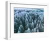 Blue Background Texture of a Frozen Forest at Winter, Aerial Shot-null-Framed Photographic Print