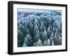 Blue Background Texture of a Frozen Forest at Winter, Aerial Shot-null-Framed Photographic Print