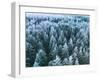 Blue Background Texture of a Frozen Forest at Winter, Aerial Shot-null-Framed Photographic Print