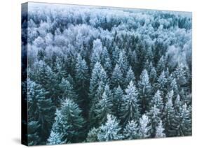 Blue Background Texture of a Frozen Forest at Winter, Aerial Shot-null-Stretched Canvas