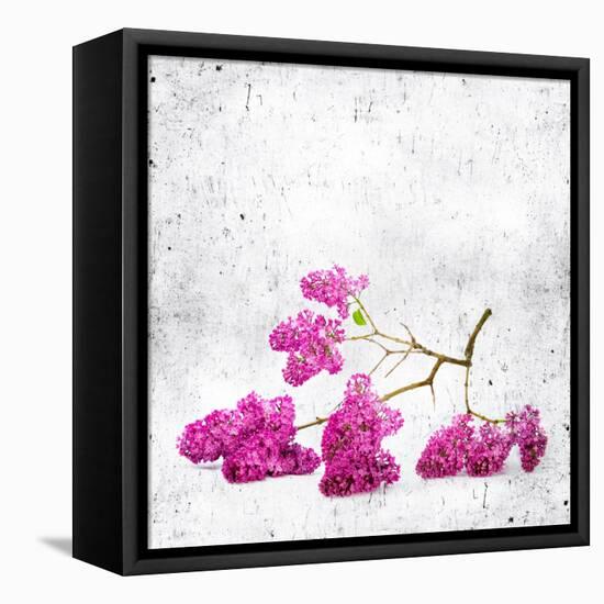 Blue Background with Lilac Flowers-Elena Larina-Framed Stretched Canvas
