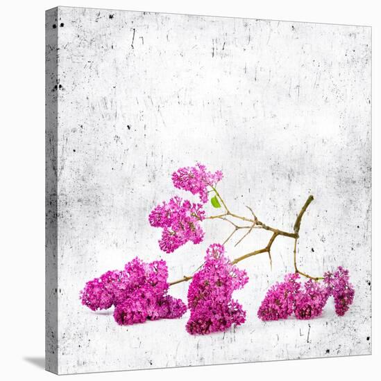 Blue Background with Lilac Flowers-Elena Larina-Stretched Canvas