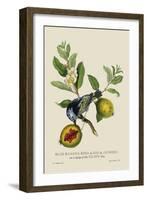 Blue Banana Bird at Rio de Janeiro-J. Forbes-Framed Art Print