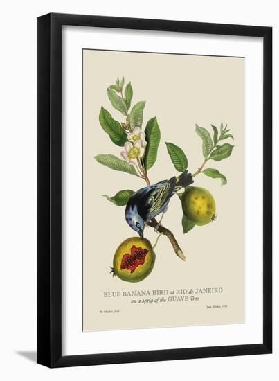 Blue Banana Bird at Rio de Janeiro-J. Forbes-Framed Art Print