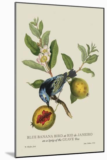 Blue Banana Bird at Rio de Janeiro-J. Forbes-Mounted Art Print