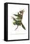 Blue Banded Toucanet-John Gould-Framed Stretched Canvas