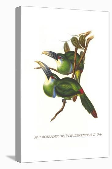 Blue Banded Toucanet-John Gould-Stretched Canvas