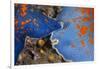 Blue bat star, Bohai Sea, Yellow Sea. Tengchow, Yantai, Shandong Province, China.-Magnus Lundgren / Wild Wonders of China-Framed Photographic Print