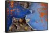 Blue bat star, Bohai Sea, Yellow Sea. Tengchow, Yantai, Shandong Province, China.-Magnus Lundgren / Wild Wonders of China-Framed Stretched Canvas