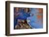 Blue bat star, Bohai Sea, Yellow Sea. Tengchow, Yantai, Shandong Province, China.-Magnus Lundgren / Wild Wonders of China-Framed Photographic Print