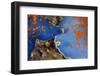 Blue bat star, Bohai Sea, Yellow Sea. Tengchow, Yantai, Shandong Province, China.-Magnus Lundgren / Wild Wonders of China-Framed Photographic Print