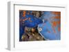 Blue bat star, Bohai Sea, Yellow Sea. Tengchow, Yantai, Shandong Province, China.-Magnus Lundgren / Wild Wonders of China-Framed Photographic Print