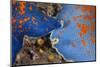 Blue bat star, Bohai Sea, Yellow Sea. Tengchow, Yantai, Shandong Province, China.-Magnus Lundgren / Wild Wonders of China-Mounted Photographic Print