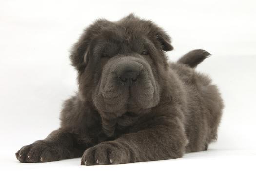 Blue Bearcoat Shar Pei Puppy, 13 Weeks, Lying with Head Up' Photographic  Print - Mark Taylor | AllPosters.com