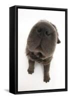 Blue Bearcoat Shar Pei Puppy Nose, 13 Weeks-Mark Taylor-Framed Stretched Canvas