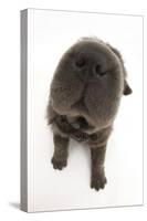 Blue Bearcoat Shar Pei Puppy Nose, 13 Weeks-Mark Taylor-Stretched Canvas