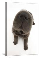Blue Bearcoat Shar Pei Puppy Nose, 13 Weeks-Mark Taylor-Stretched Canvas