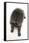 Blue Bearcoat Shar Pei Puppy Nose, 13 Weeks-Mark Taylor-Framed Stretched Canvas