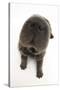 Blue Bearcoat Shar Pei Puppy Nose, 13 Weeks-Mark Taylor-Stretched Canvas