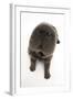 Blue Bearcoat Shar Pei Puppy Nose, 13 Weeks-Mark Taylor-Framed Premium Photographic Print