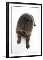 Blue Bearcoat Shar Pei Puppy Nose, 13 Weeks-Mark Taylor-Framed Premium Photographic Print