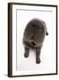 Blue Bearcoat Shar Pei Puppy Nose, 13 Weeks-Mark Taylor-Framed Premium Photographic Print