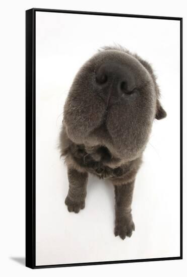 Blue Bearcoat Shar Pei Puppy Nose, 13 Weeks-Mark Taylor-Framed Stretched Canvas