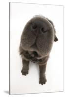 Blue Bearcoat Shar Pei Puppy Nose, 13 Weeks-Mark Taylor-Stretched Canvas