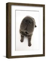 Blue Bearcoat Shar Pei Puppy Nose, 13 Weeks-Mark Taylor-Framed Photographic Print