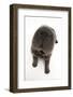 Blue Bearcoat Shar Pei Puppy Nose, 13 Weeks-Mark Taylor-Framed Photographic Print