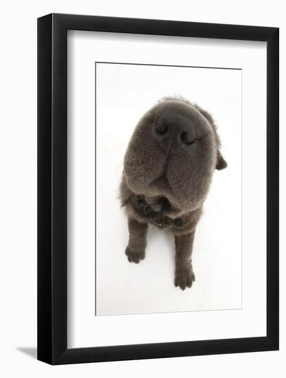 Blue Bearcoat Shar Pei Puppy Nose, 13 Weeks-Mark Taylor-Framed Photographic Print